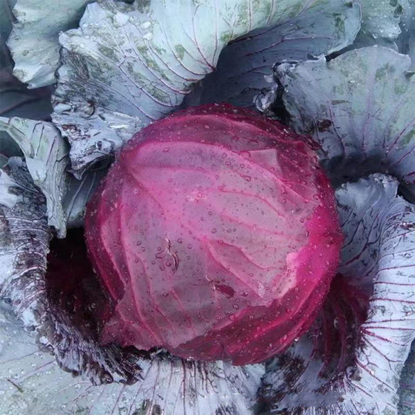 Violet Cabbage Seeds, 5 × 200-seed Bags