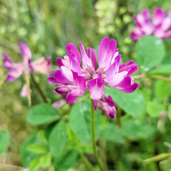 Chinese Milkvetch, 150 Coated Seeds