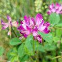Chinese Milkvetch, 150 Coated Seeds