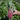 Red-stemmed Spinach Seeds, 10g