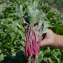 Red-stemmed Spinach Seeds, 10g