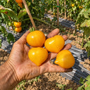 509 Big Cheef Stripes Yellow Tomato, 5 Seeds