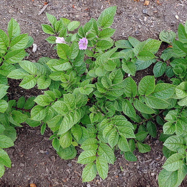 True Potato Seeds (TPS), Chiar Choque Pitu (Solanum curtilobum), 4 Seeds