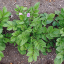 True Potato Seeds (TPS), Chiar Choque Pitu (Solanum curtilobum), 4 Seeds