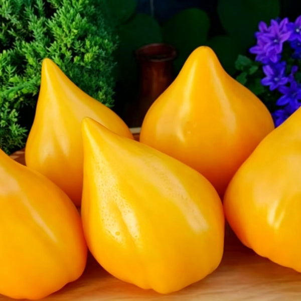 585 Zailiyskiy Alatau Yellow Tomato, 5 Seeds