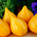 585 Zailiyskiy Alatau Yellow Tomato, 5 Seeds