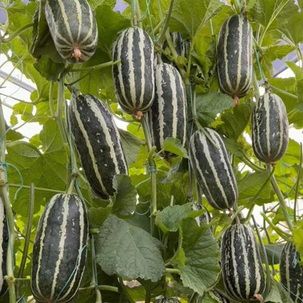 Feitian No.9 Hybrid Sweet Melon Seeds, 20 Seeds