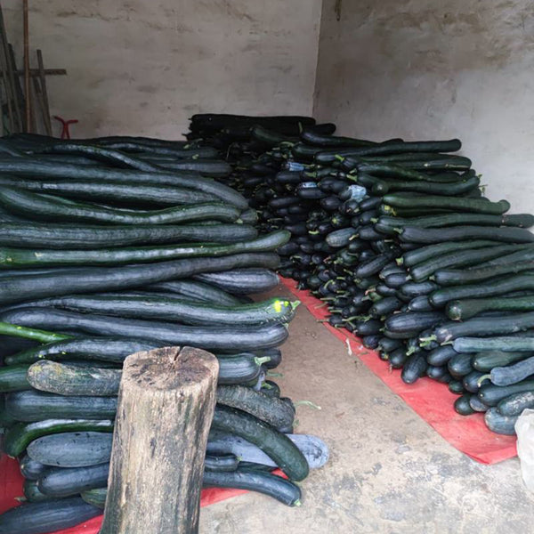 Black Oxleg Black Honey Pumpkin, 10 Seeds