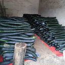 Black Oxleg Black Honey Pumpkin, 10 Seeds