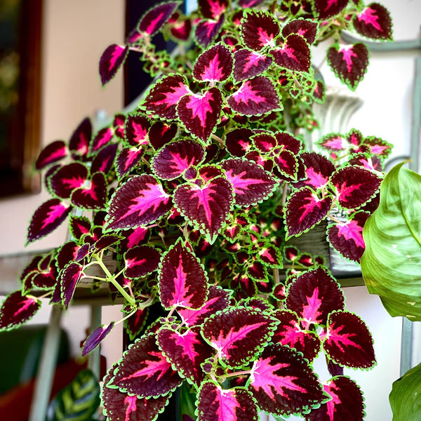 Garden Coleus Mixed Seeds, 200 Seeds