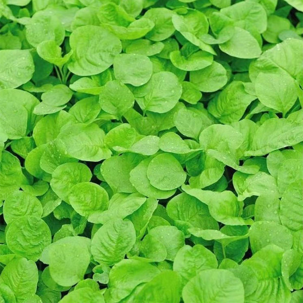 'Alishan' White Amaranth Seeds, 10g