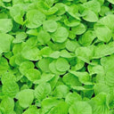 'Alishan' White Amaranth Seeds, 10g