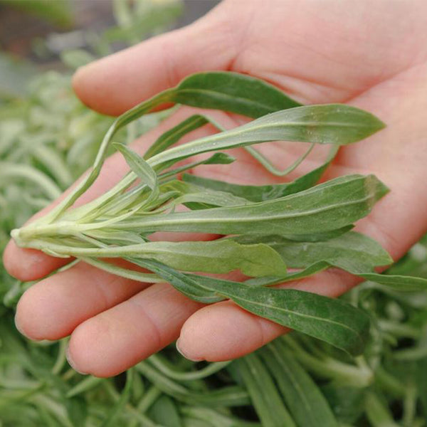Noodle Vegetable Seeds, 10g