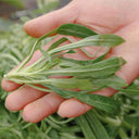 Noodle Vegetable Seeds, 10g