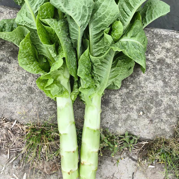 Jade Stem Lettuce Seeds, 10g