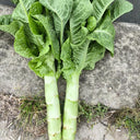 Jade Stem Lettuce Seeds, 10g