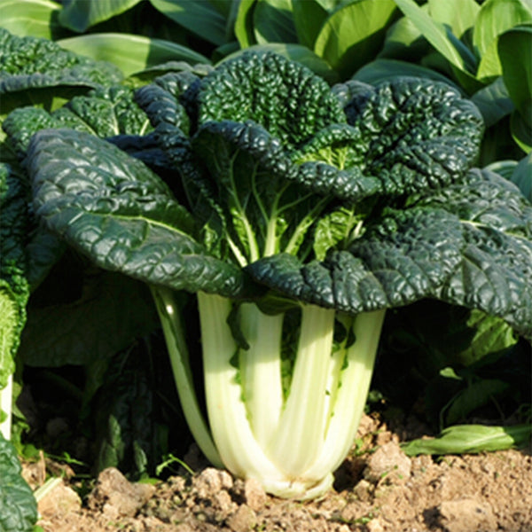 Dark-green-leafed Baby Bok Choy Seeds, 5 × 1k-seed Bags