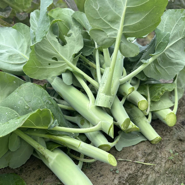 Wrinkle-leaf Mid-flowering Chinese Kale Seeds, 20g