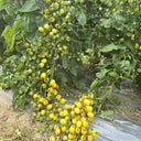 1018 Iva's Sweet White Tomato, 3 Seeds
