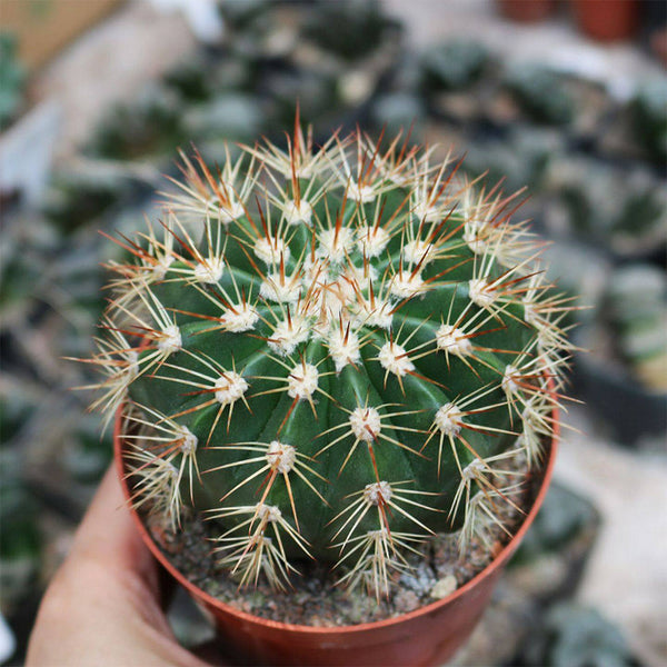 Melocactus broadwayi, 3-4cm