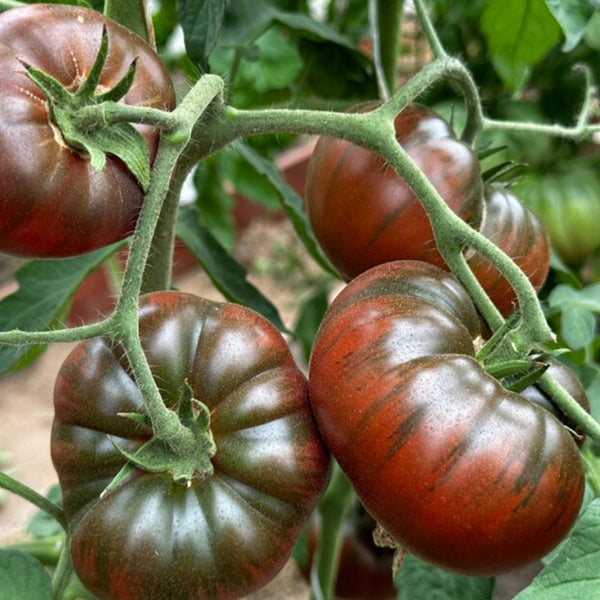 811 Paris Tomato, 5 Seeds