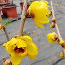 Guifei Sandalwood Wintersweet, 20 Seeds