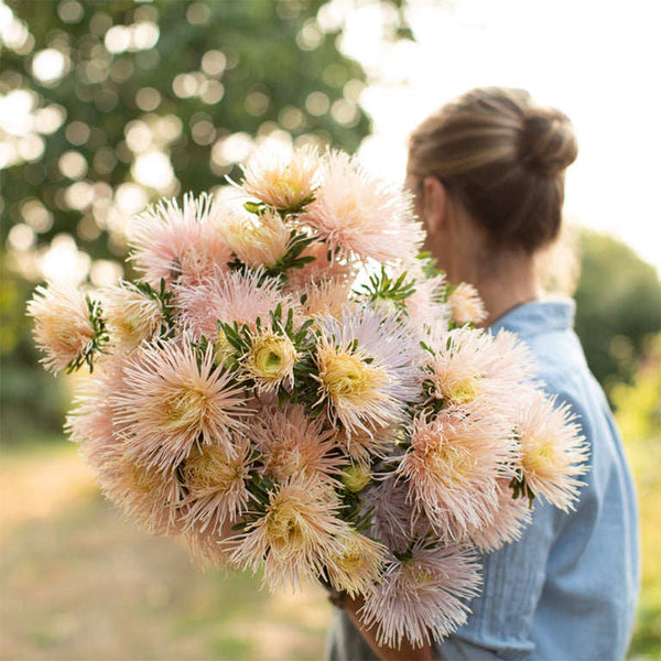Aster 'Valkyrie Brunhilde Chamois', 10 Seeds