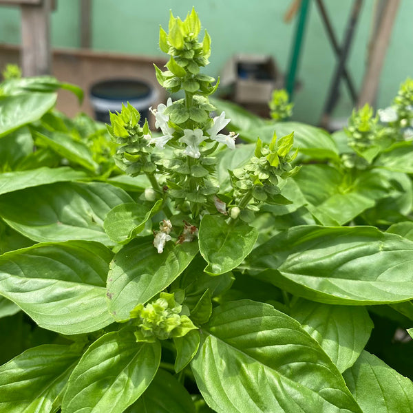 Giant Leaf Basil Seeds, 200 Seeds