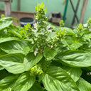 Giant Leaf Basil Seeds, 200 Seeds