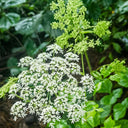 Hemsley's Hogweed Seeds, 100 Seeds