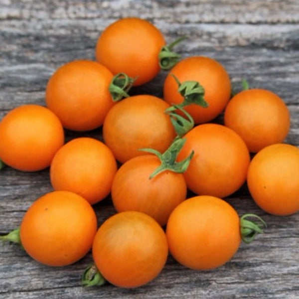 714 Orange Centiflor Tomato, 5 Seeds