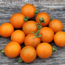 714 Orange Centiflor Tomato, 5 Seeds