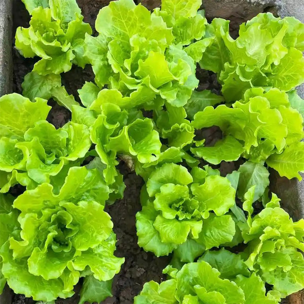 Lvmeng Lettuce Seeds, 30g