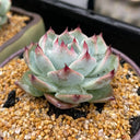 Echeveria chihuahuaensis, 3pcs x 1-head