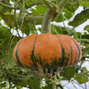 Hezhichun Decorative Pumpkin Seed Mix, 10 Seeds