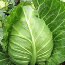 Oxheart Cabbage Seeds, 100 Seeds