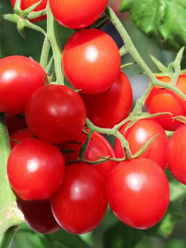 ‘Millennium’ Cherry Tomato Seeds, 200 Seeds