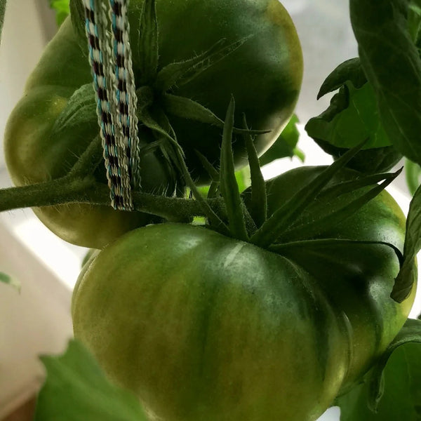 Cherokee Green Tomato, 10 Seeds