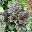 Chinese Mallow Seeds, 10g