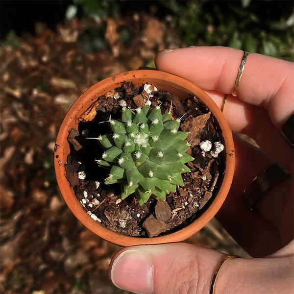 Mammillaria magnimamma 'Toluca', 3-4cm
