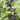 Black Currant, 10 Seeds