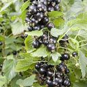 Black Currant, 10 Seeds