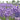 Hezhichun Lavender Seeds, 1g