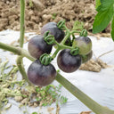 Black Jiaozi Tomato, 200 Seeds