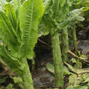 'Bimei' Stem Lettuce Seeds, 10g