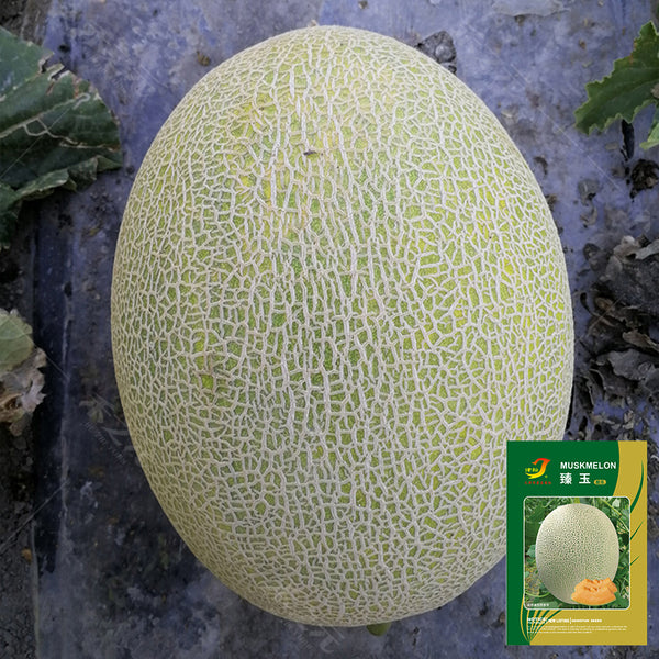 Zhenyu Sweet Melon Seeds, 100 Seeds