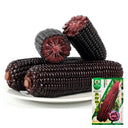 Black Sweet Waxy Corn No.7 Seeds, 100g