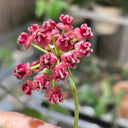 Hoya lukaensis, 5 Cuttings