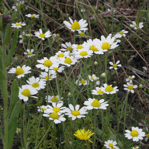 German Chamomile, 5000 Seeds