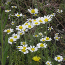 German Chamomile, 5000 Seeds